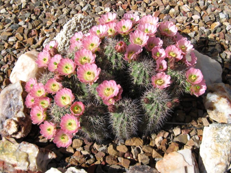 small shrubby cactus with light pink flowers