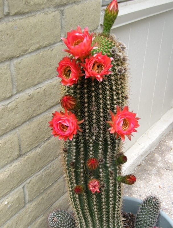 cactus in a pot with bright red flowers