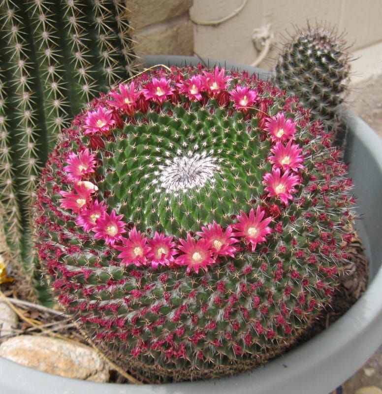 barrel cactus with pink flowers