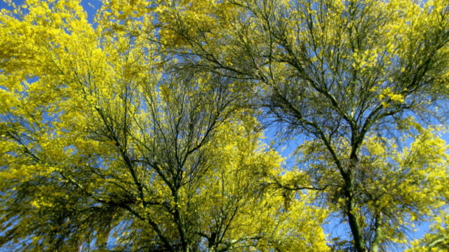 Palo Verde tree branches in bloom
